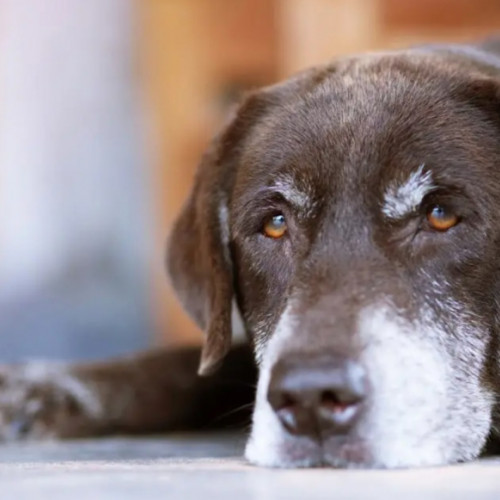 Cum îngrijim câinii seniori. Şcoala iubitorilor de animale Scris de Anca Spânu Sâmbătă, 22 Februarie 2025 10:30