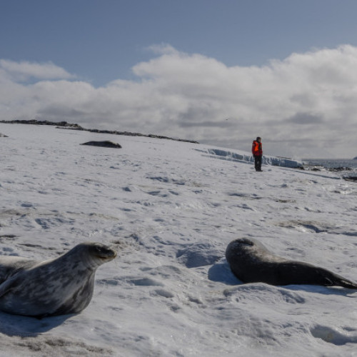 Nivelul gheții marine din Arctica a atins un minim istoric în februarie