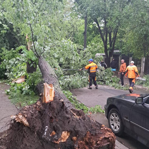 Trei intervenții de urgență pentru îndepărtarea copacilor căzuți