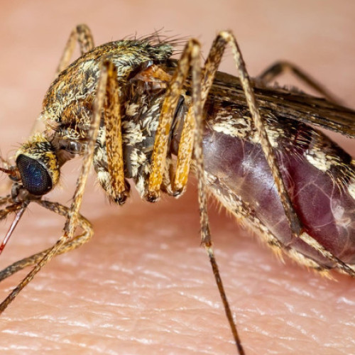 Italia: 12 morţi în urma infectării cu virusul West Nile