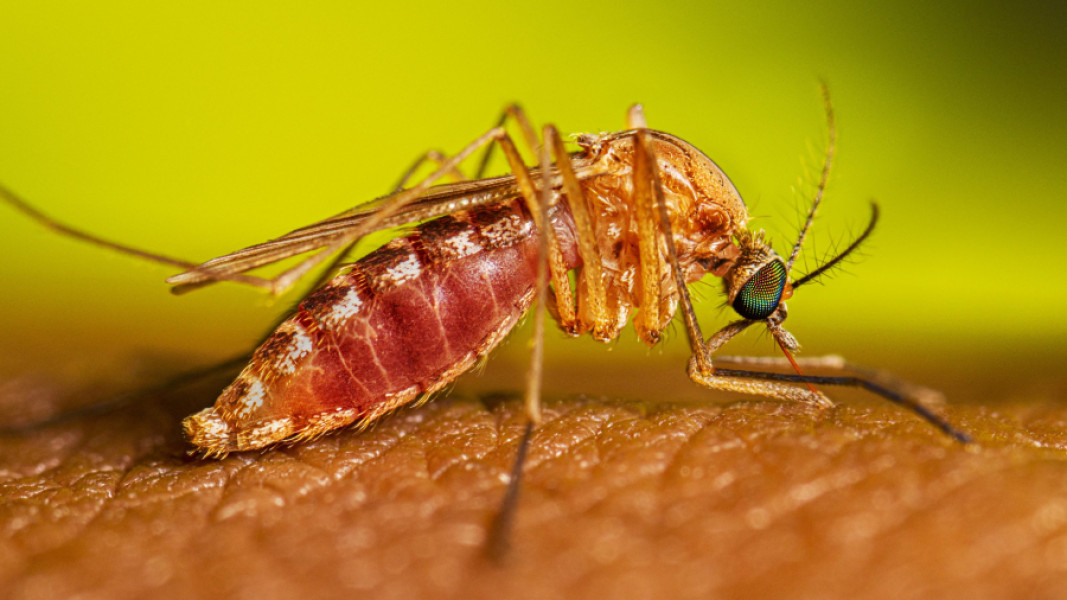 Al treilea caz de West Nile în Galați, confirmat în acest sezon