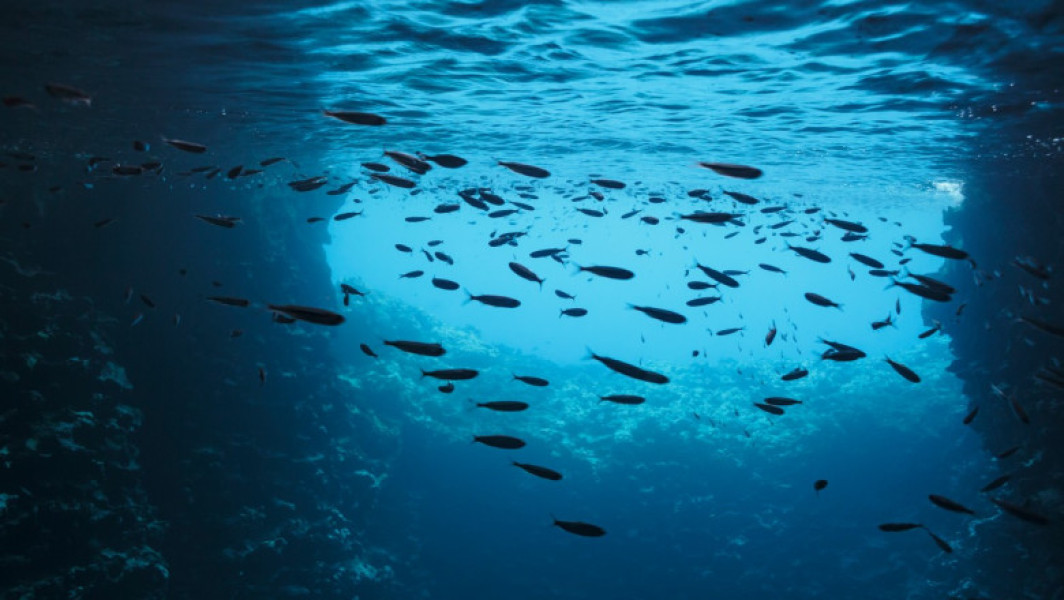 Aciditatea oceanelor a depășit limita stabilă pentru ecosisteme, arată un raport internațional