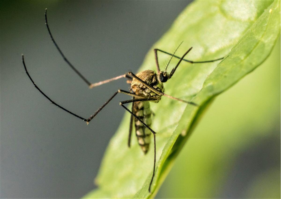 38 de cazuri de infecție cu virusul West Nile raportate în România până în octombrie