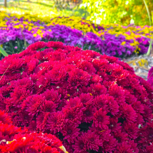 Expoziția „Regina Toamnei, Crizantema” deschisă până în noiembrie la Galați